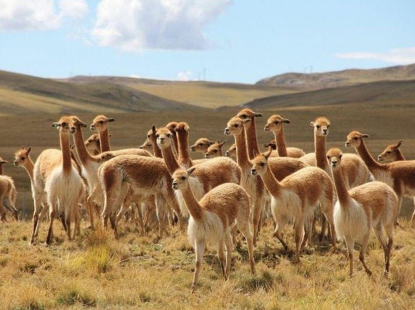 Pampas Galeras Reserve, Ayacucho Region, Peru